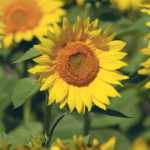 Most of the sunflower seed planted in Manitoba comes from the United States, but seed deliveries arrived later than usual this year, which might have dampened a possible increase in the crop. | File photo