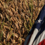 The meat market may not have yet realized how big the African swine fever impact will be in China, and the United States corn crop is treading deeper into trouble. | File photo