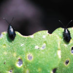 On hundreds of fields in Alberta, Saskatchewan and Manitoba, the pests have been chewing on canola plants that developed slowly because of dry conditions in May and early June. | File photo