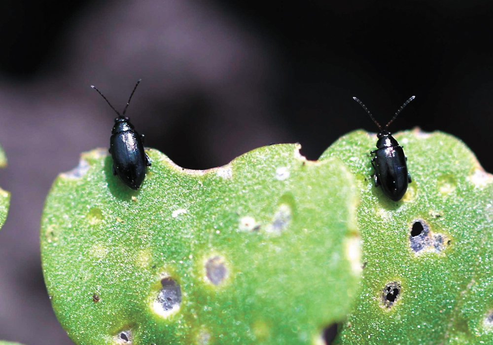 On hundreds of fields in Alberta, Saskatchewan and Manitoba, the pests have been chewing on canola plants that developed slowly because of dry conditions in May and early June. | File photo