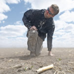 Russ Enns gets sandblasted while inspecting what’s left of his canola field east of Warman, Sask., June 8. Since seeding it May 24, the area has received five millimetres of moisture. | William DeKay photo