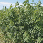 A cousin of cannabis plants that produce marijuana, hemp is used in products ranging from food to building materials and cannabidiol, or CBD oil, which is being touted as a treatment for everything from sleeplessness to acne to heart disease. | File photo