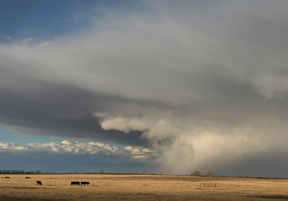 The rainfall was heaviest in the southwest and central regions of the province. For example, Boissevain, south of Brandon, received 40 millimetres June 15 and another 13 mm on Father's Day, based on Manitoba Agriculture weather data. | File photo