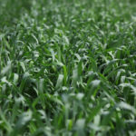 Wheat bids in Western Canada were up across the board for the week ended June 14. | File photo