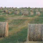 The extended deadline allows producers to seed and insure any cereal greenfeed crop, including those who have not previously endorsed greenfeed on their insurance contracts. They now have until July 15 to select that endorsement and seed a crop. | File photo