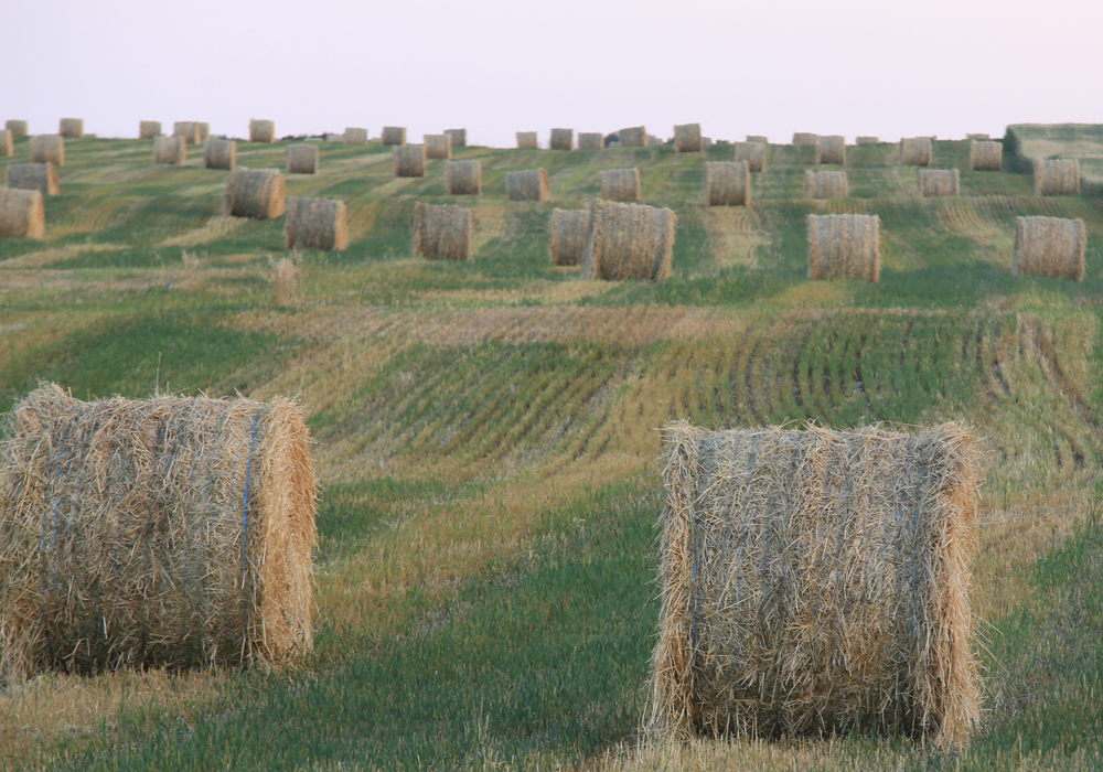 The extended deadline allows producers to seed and insure any cereal greenfeed crop, including those who have not previously endorsed greenfeed on their insurance contracts. They now have until July 15 to select that endorsement and seed a crop. | File photo