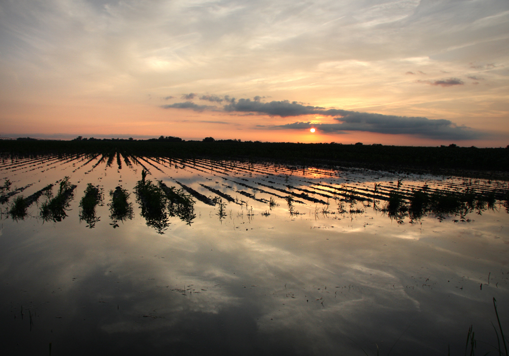 Corn and soybean futures at the Chicago Board of Trade may have run into some profit-taking resistance, but underlying concerns over wet fields and lost acres should keep the general uptrend in place heading through the summer. | File photo