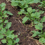 Forecasts of rain for Western Canada will certainly help canola in terms of growing this year, said David Derwin of PI Financial in Winnipeg, Man. | File photo