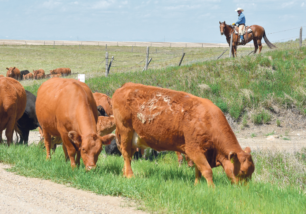 Feed tests also become important as more producers start using alternative feeds to make sure they are nutritious and balanced.  |  Mike Sturk photo