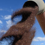 In its latest Outlook for Principal Field Crops report, released June 14, Agriculture Canada estimated canola carry-outs as of July 31, 2020, at 4.3 million tonnes, down a million tonnes from its previous estimate of 5.3 million, issued roughly a month earlier.
| File photo