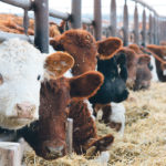 Portraying complex, under-studied topics such as food production as scientifically settled issues is a dangerous practice. | File photo