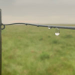Unfortunately, over a big chunk of Saskatchewan, a full drought recovery is no longer possible.
| Paul Yanko photo