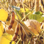 Sluggish exports have prompted the U.S. Department of Agriculture to forecast an increase in soybean ending stocks to 1.07 billion bushels from the 990 million bu. it was expecting in May. | File photo