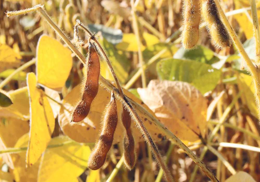 Sluggish exports have prompted the U.S. Department of Agriculture to forecast an increase in soybean ending stocks to 1.07 billion bushels from the 990 million bu. it was expecting in May.  |  File photo