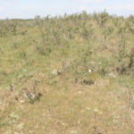 Lack of rainfall this spring has parched the pastures and hay crops that cattle producers rely upon. | File photo
