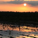 Last week, the U.S. Department of Agriculture scaled back its corn seeded acres by three million acres and cut its yield forecasts. Analysts expect further acreage cuts in future reports.
| File photo