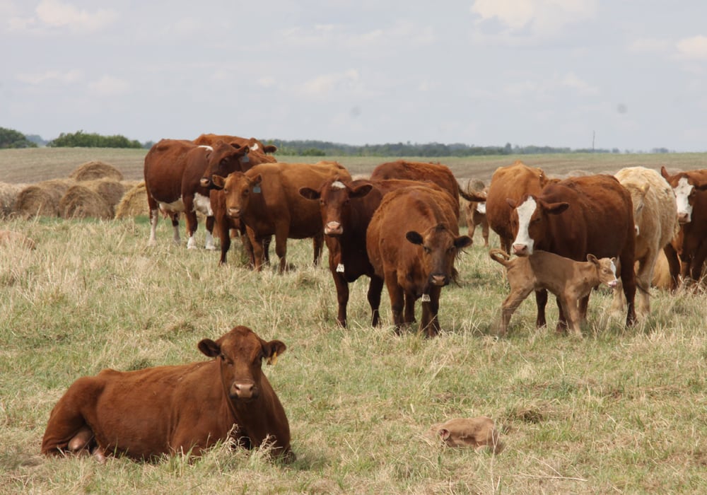Livestock groups are asking the federal government to provide a livestock tax deferral program again this year as drought conditions persist across a large swath of the Prairies.  | File photo