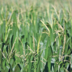 Corteva says 98 percent of the corn sold in Canada is stacked-trait varieties, so it isn’t too concerned about an insect epidemic. | Reuters/Daniel Acker photo