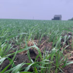 With the rain in Southern Manitoba,