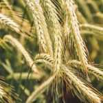 Hybrid rye is hardier than winter wheat, so it is less susceptible to winter kill.