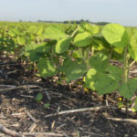 Trade expectations are for about 84.36 million acres of soybeans, down from the 84.62 million in the USDA's March acreage report. | File photo