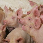 China's decision to block imports of Canadian meat has set off a global chain reaction in pork trading but it will do little to curb overall demand as a disease ravaging the Chinese hog herd elevates prices, industry experts say. | File photo
