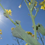 Canadian canola exporters have faced problems selling into China for the past few months, as they found themselves in the middle of a diplomatic dispute between the two countries. | File photo