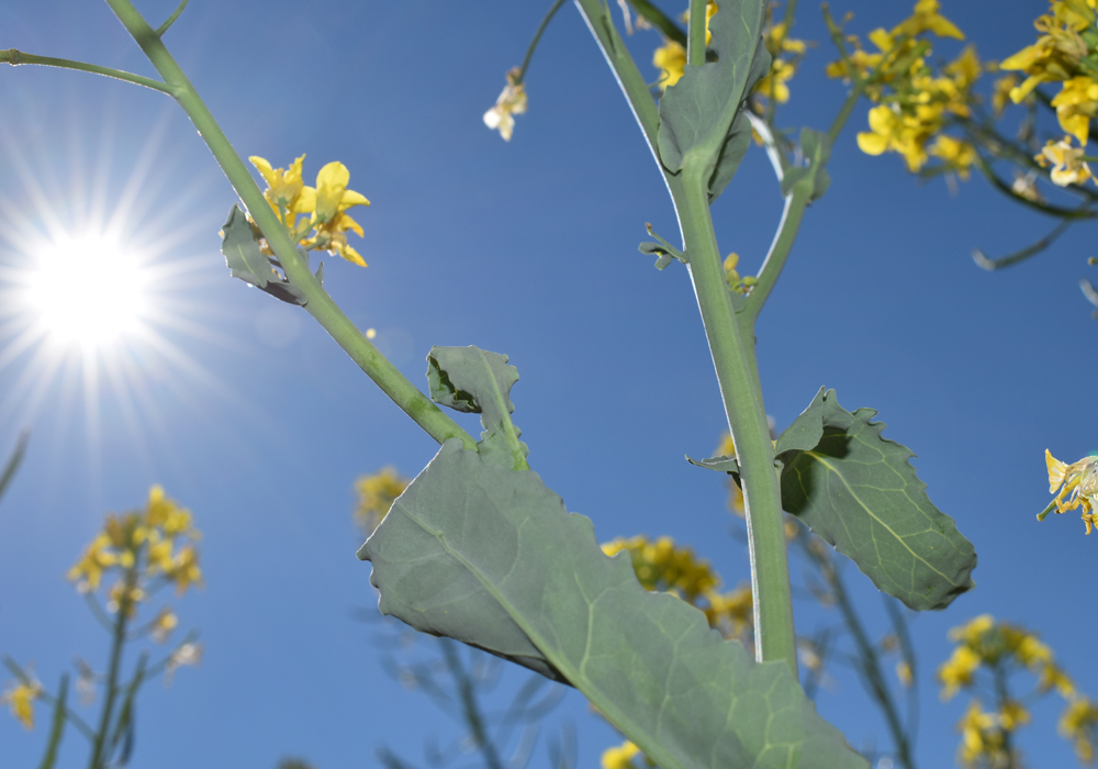Canadian canola exporters have faced problems selling into China for the past few months, as they found themselves in the middle of a diplomatic dispute between the two countries. | File photo