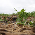 Crops in various regions of Alberta and Saskatchewan sustained hail damage in mid-June, according to reports from the Canadian Crop Hail Association. | File photo