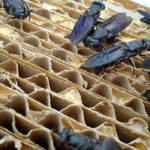 The Canadian Food Inspection Agency is studying the safety and efficacy of insect-derived feed ingredients and is accepting public comments on the concept until Aug. 17.
| FAO photo