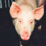 More veterinary experts are becoming confident that the African swine fever virus can be kept out of North American hog herds. | File photo