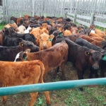 The latest production survey shows that 93 percent of calves are getting vaccinated with at least one product before going to pasture. Most receive at least one dose but only one-third receive a booster. | Sterling Cuthbert photo