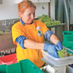 Connie Westman sorts and prepares bunches of asparagus spears for sale at local markets and the Edgar Country Store. | Duane McCartney photo