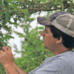 Brett Schuyler checks new apples that are just starting to appear in the orchards. | Barbara Duckworth photo