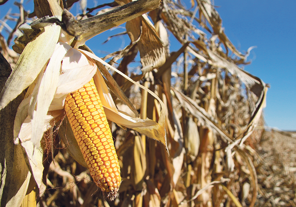 Analysts think extra U.S. demand for corn because of the E15 blend approval will be offset by fewer exports to Brazil because of higher corn prices.  |  File photo