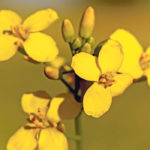 Regulations add costs to the products we buy, and if a product is no longer novel, such as herbicide tolerant canola, then the regulations could be lifted, lowering the price of products to consumers. | File photo