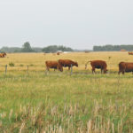 The meat industry places a high priority on the domestic market but will continue to engage in more targeted efforts in Asia. | Mary MacArthur photo