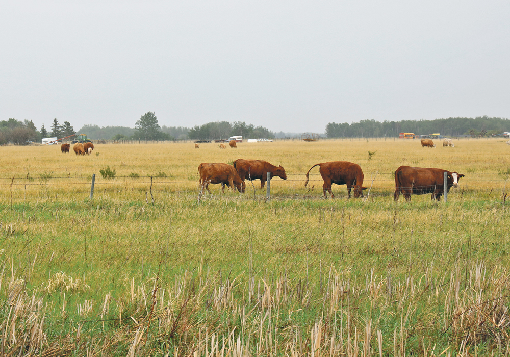 The meat industry places a high priority on the domestic market but will continue to engage in more targeted efforts in Asia.  |  Mary MacArthur photo