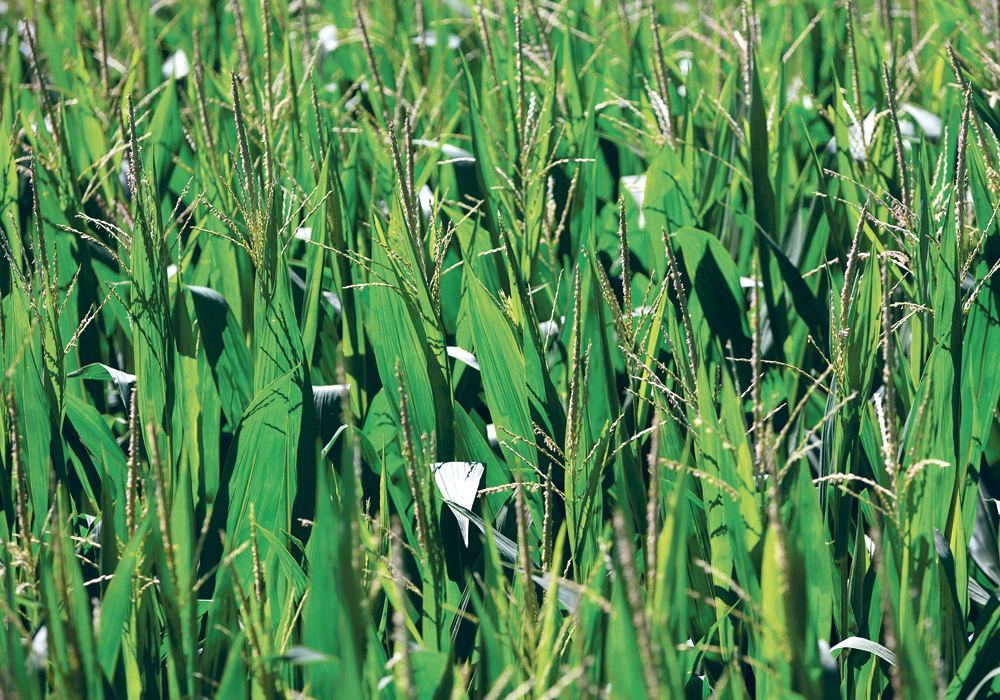 Huge question marks remain over the American corn crop because of terrible weather so far this growing season and forecasts of more to come, but true panic has yet to overwhelm the market.  |  Reuters/Daniel Acker photo