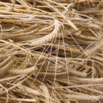 The potential for rising feed grain prices is good news for prairie barley growers, especially now that recent rain has eased the pressure on drought-threatened crops. The news for livestock is still not great. | File photo