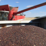 Agriculture Canada predicts there will be 4.3 million tonnes of carryout in the upcoming crop year.
Chad Molesky, merchandizing manager for Viterra’s oilseed division, doesn’t think that is realistic.
| File photo