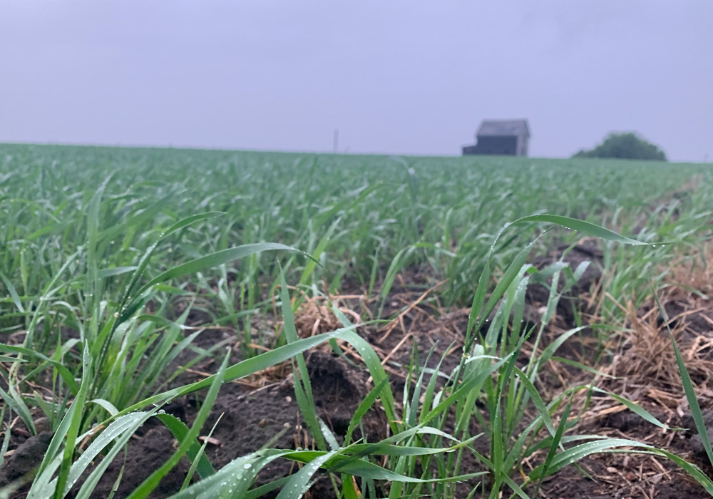Feed grain prices for feedlot alley in Lethbridge, Alta. took a tumble after parts of the Prairies received some much-needed rain. | File photo