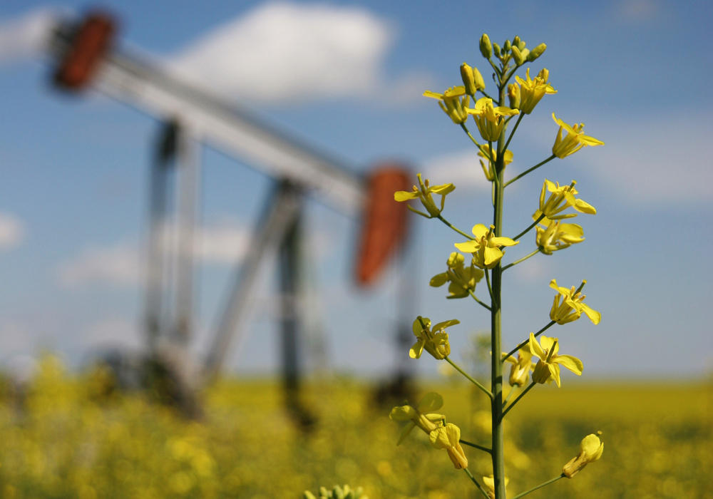 Agriculture Canada’s Canola Working Group is contemplating all sorts of market diversification strategies in the wake of the loss of the Chinese market.  | File photo