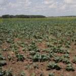 Clayton Harder estimated that 15 millimetres of rain have fallen on his farm since seeding. That's basically nothing for the region around Winnipeg, which normally receives 150 mm of rain in May and June. | File photo