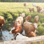 Cows need at least 150 days of protection after conception to prevent the fetus from picking up the disease in-utero and being born persistently infected. Considering it takes 42 to 60 days to get all cows pregnant during a breeding season, the cow needs 190 to 210 days of protection. | Jeannette Greaves photo