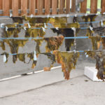 Hebridean Seaweed is conducting trials to measure the most efficient method of drying. | Chris McCullough photo