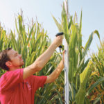A corn plant is measured with a bar code stick and scanner. Future experiments will explore whether bacteria communities change the further they are from the ground. | Merritt Melacon photo/University of Georgia photo