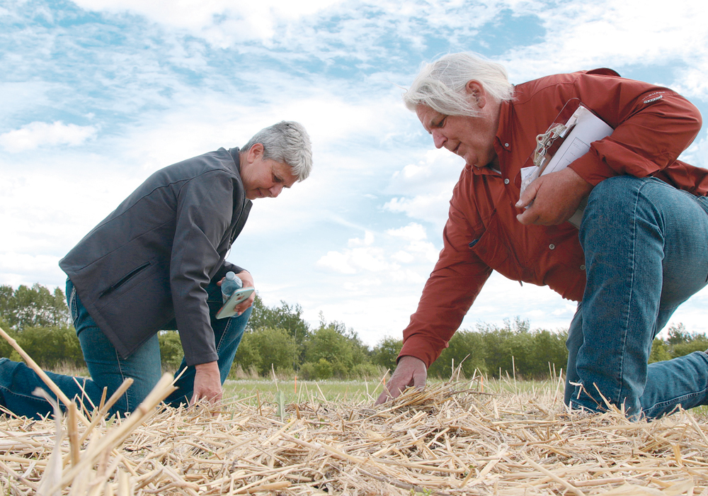 North Peace Applied Research Association manager Nora Paulovich and research co-ordinator Tom Fromme inspect crops on the research site.  |  Jeremy Simes photo