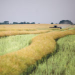 A farmer swaths canola in Russia’s Stavropol region in the spring of 2015. The country is expected to significantly increase production of the crop in the future. | Reuters/Eduard Korniyenko photo