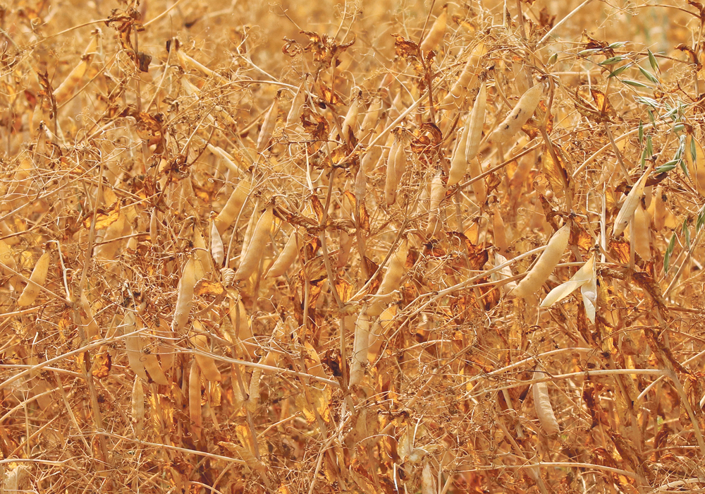 Pulse organizations from Ukraine and China have agreed to work on getting phytosanitary approvals in place that allow the Chinese country to import peas from the Black Sea region.  |  File photo